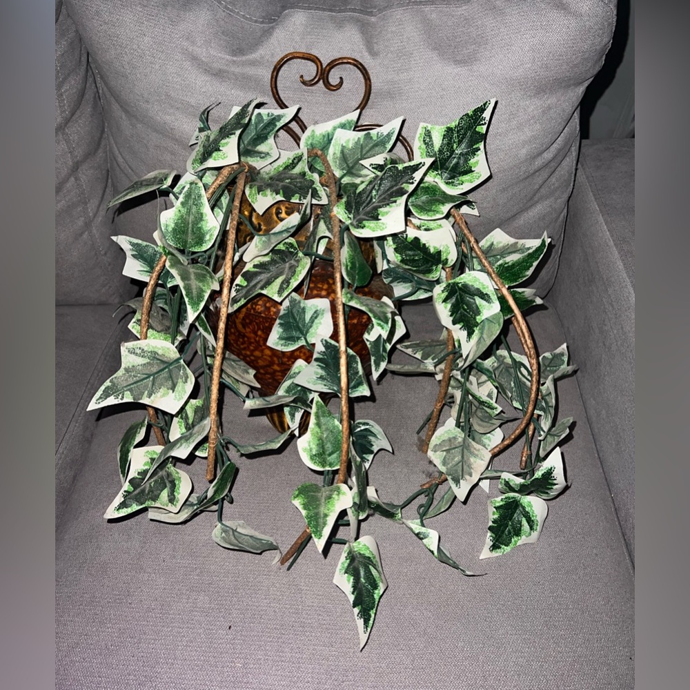 wall plant